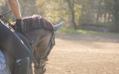 Hauptsache Kopf runter? Die richtige Kopfhaltung des Pferdes | Was tun bei Einrollen & Herausheben? [Video]