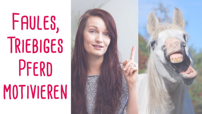 Faules-triebiges-Pferd-motivieren
