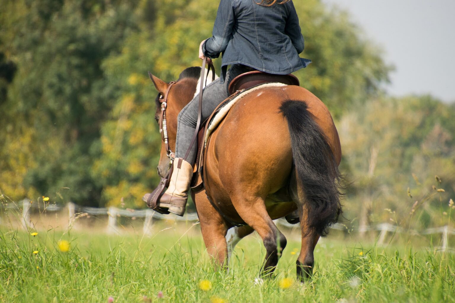 Pferd Lahmt Im Trab Aber Nicht Im Schritt herzenspferd.de