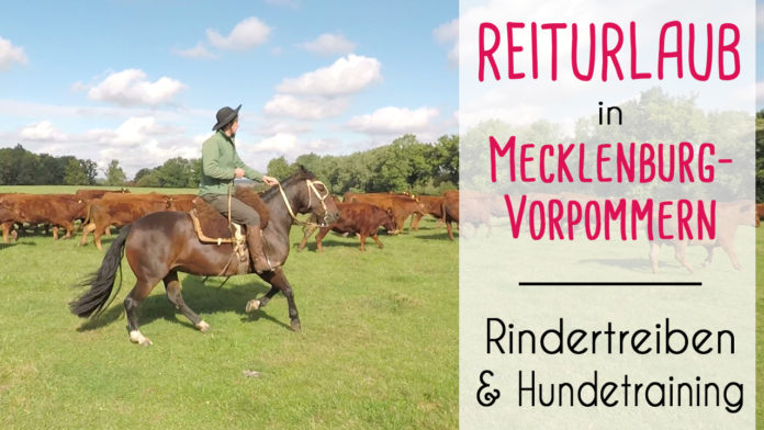 Reiturlaub-Rindertreiben-Jagdritt