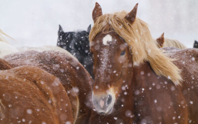 Pferde im Winter: Thermoregulation, Eindecken & Scheren