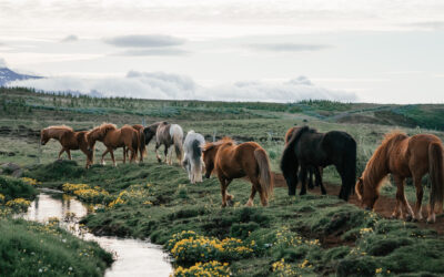 Artgerechte Haltung von Pferden – Worauf muss man achten? [Video]