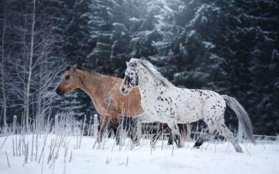 Pferd reiten im Winter: Richtig aufwärmen und andere Tipps! [Video]
