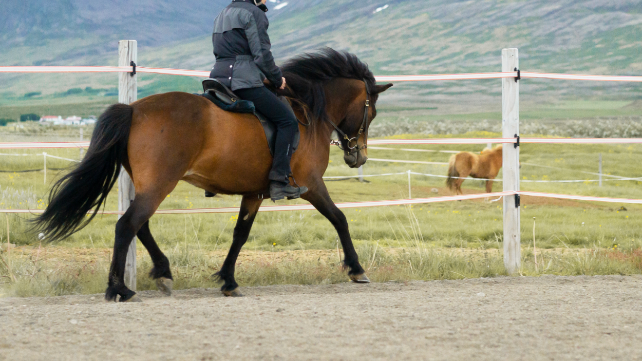 Trab Aussitzen 10 Do S Und Dont S Video Herzenspferd