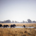 Off_The_Path_Reitsafari_Okavango_Delta_2