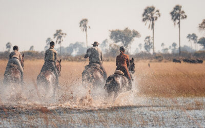 Reitsafari im Okavango Delta: Galoppaden durchs Wasser, Palmen und die Big 5