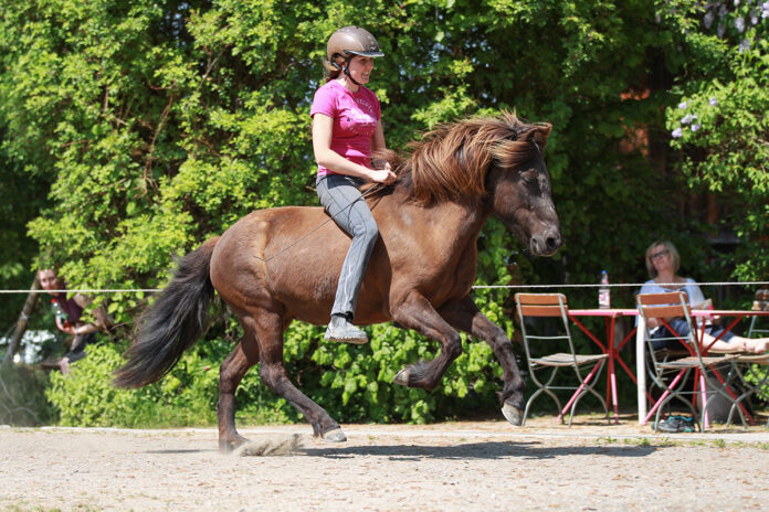 Galopp_2